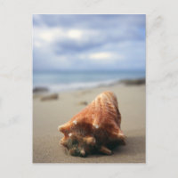 Een container Shell op de beach | St. Croix, Usvi