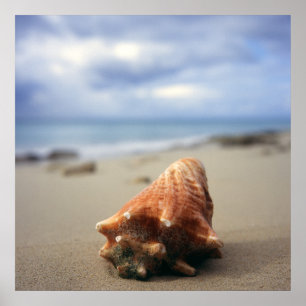 Een container Shell op de beach St. Croix, Usvi Poster