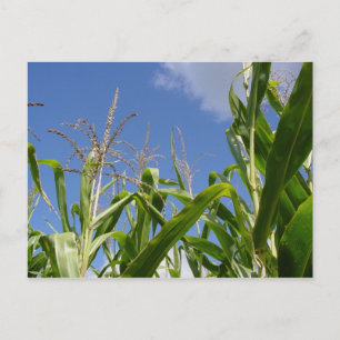 Een Corny Briefkaart! Briefkaart