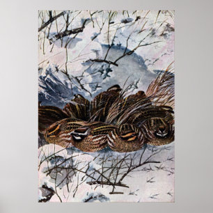 Een Covey van Bobwhites Poster
