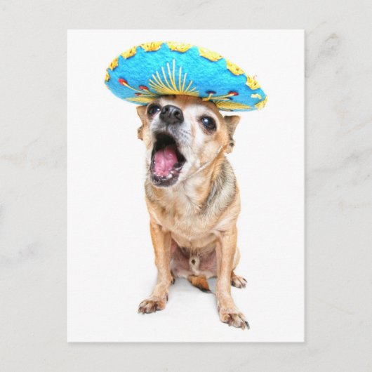 Een Cute Chihuahua in een halloween kostuum Briefkaart (Voorkant)