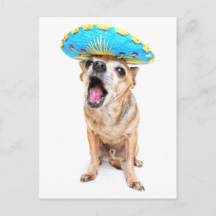 Een Cute Chihuahua in een halloween kostuum Briefkaart