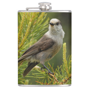 Een Cute en Curious Grey Jay/Whiskeyjack Heupfles