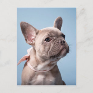 Een Cute French Bulldog Briefkaart