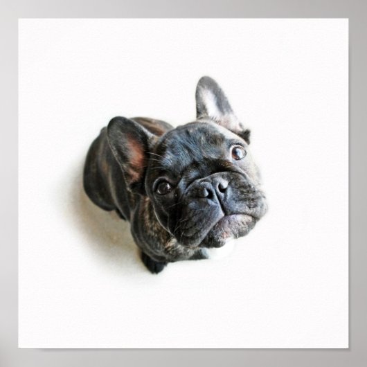 Een Cute French Bulldog Puppy Poster (Voorkant)