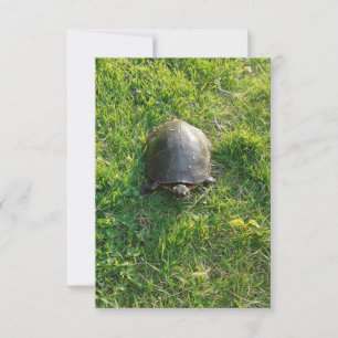 Een Cute Turtle in Park Blank Flat Card