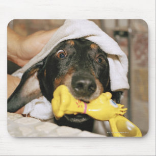 Een dachshund die wordt gebaad. muismat