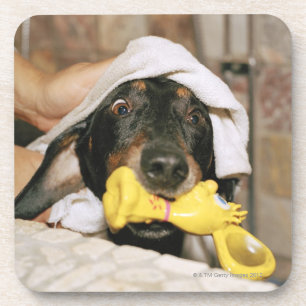 Een dachshund die wordt gebaad. onderzetter