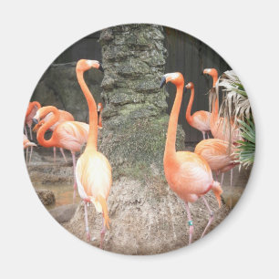 Een dag in de Zoo Magnet Magneet