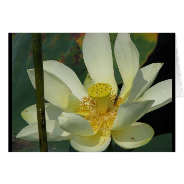 Een dag op de Pond-reeks (Voorkant Horizontaal)