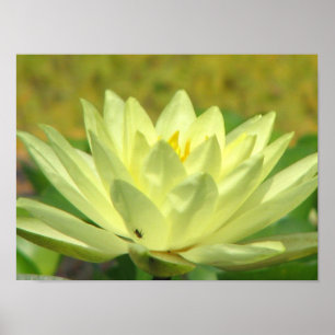 Een dag op de Pond-reeks Poster