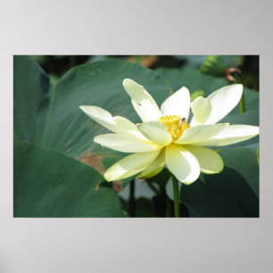 Een dag op de Pond-reeks Poster