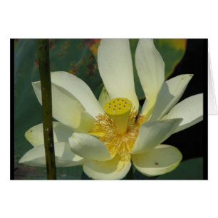 Een dag op de Pond Series