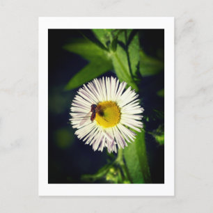 Een daisy fleabane bloem en een bij feestdagenkaart