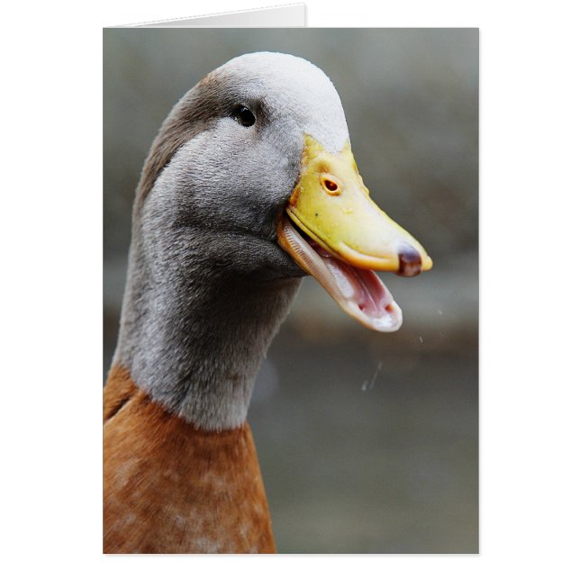 EEN DANDY DUCK (Voorkant)