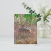 Een Deer in de Tall Grass Briefkaart (Staand voorkant)