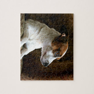 Een denkende Jack Russell Terrier Legpuzzel