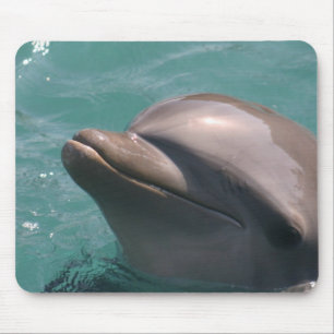 Een Dolphin-Muismat starten Muismat