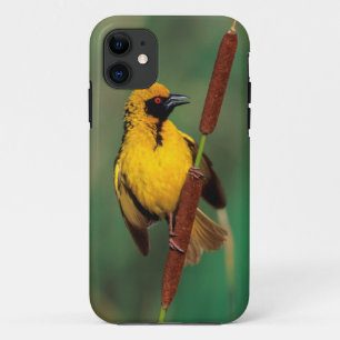 Een dorpswever die roept terwijl hij op een riet z iPhone 11 hoesje