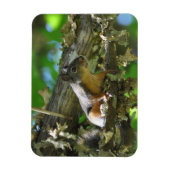 Een Douglas Squirrel in een Maple-boom Magneet (Verticaal)