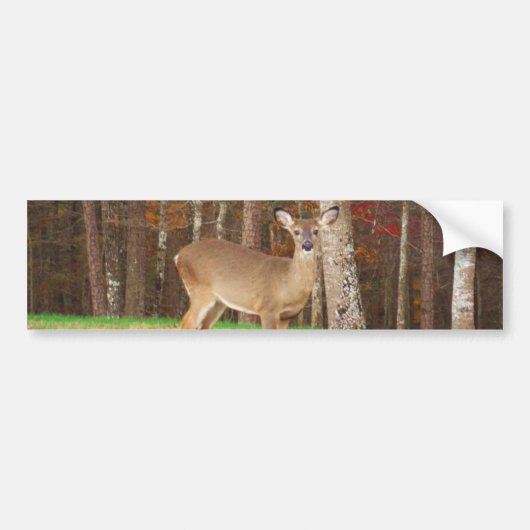 Een droomspeler van de Hunter Bumpersticker (Voorkant)