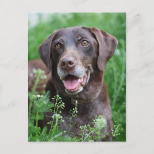 Een Duitse Shorthaired Pointer-hond in het gras Briefkaart