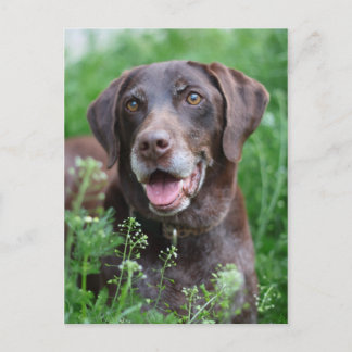 Een Duitse Shorthaired Pointer-hond in het gras Briefkaart