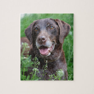 Een Duitse Shorthaired Pointer-hond in het gras Legpuzzel