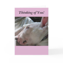 Een dutje in het zonnetje dat aan je denkt