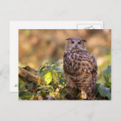 Een Eagle Owl Briefkaart (Voorkant / Achterkant)
