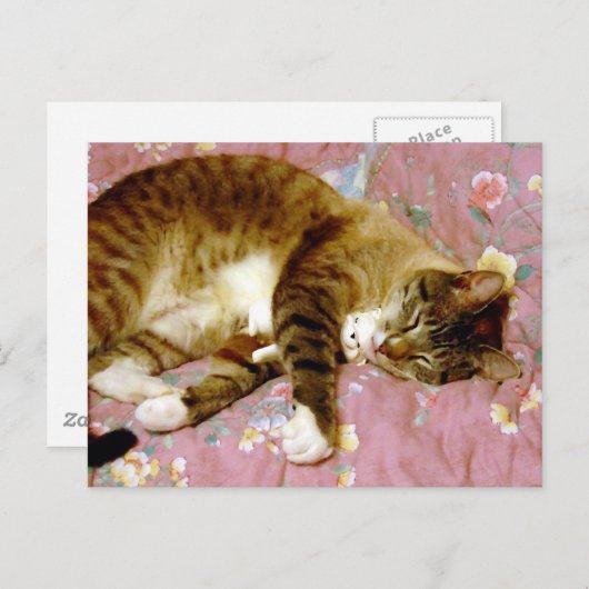 Een echte kat, een nepkat briefkaart (Voorkant / Achterkant)