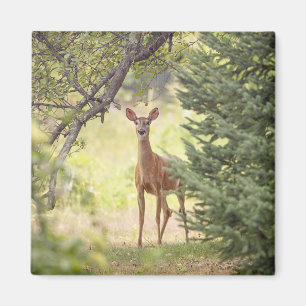 Een eenzaam hert magneet