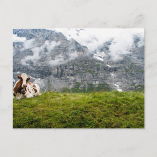 Een eenzame koe in de Zwitserse Alpen - Briefkaart
