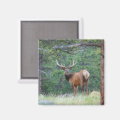 Een Elk terugkijkend | Rocky Mountains Magneet (Voorkant / Achterkant)