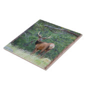 Een Elk terugkijkend | Rocky Mountains Tegeltje (Zijkant)