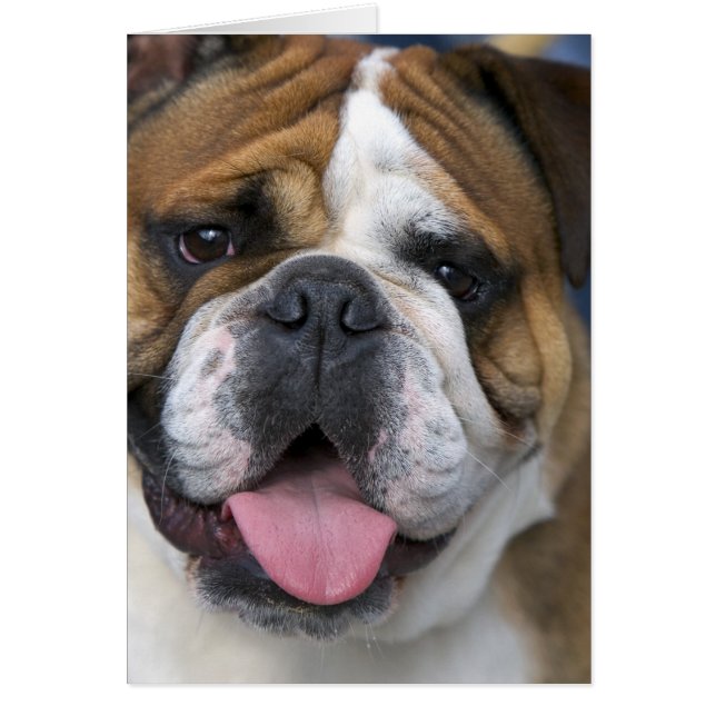 Een Engelse buldog in België. (Voorkant)