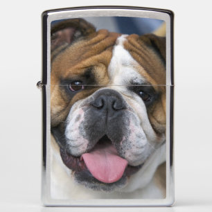 Een Engelse buldog in België.
