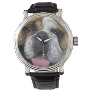 Een Engelse buldog in België. Horloge