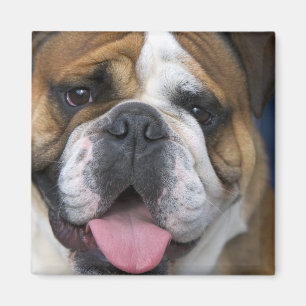 Een Engelse buldog in België. Magneet