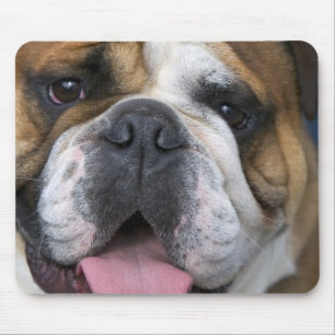 Een Engelse buldog in België. Muismat