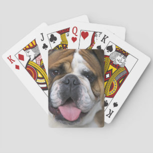 Een Engelse buldog in België. Pokerkaarten