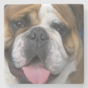 Een Engelse buldog in België. Stenen Onderzetter