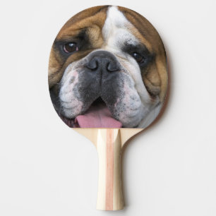 Een Engelse buldog in België. Tafeltennisbatje