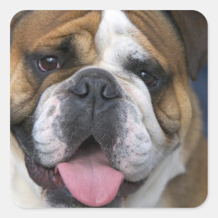 Een Engelse buldog in België. Vierkante Sticker
