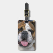 Een engelse bulldog in België. Bagagelabel (Voorkant verticaal)