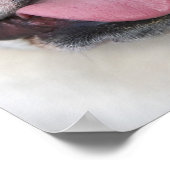 Een engelse bulldog in België. Poster (Hoek)