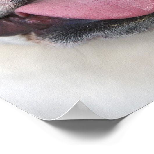 Een engelse bulldog in België. Poster (Hoek)