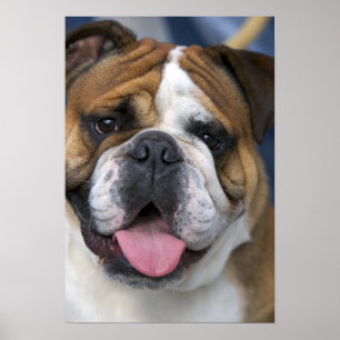 Een engelse bulldog in België. Poster