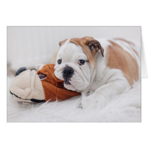 Een Engelse bulledog-puppy met een bulledog