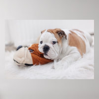 Een Engelse bulledog-puppy met een bulledog